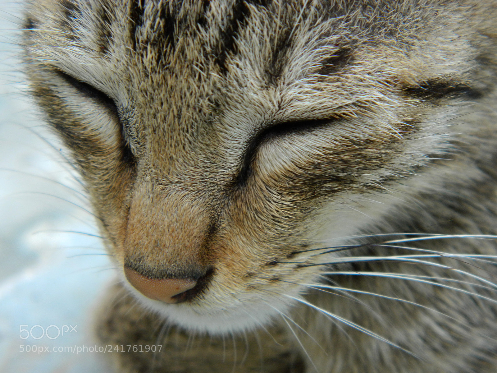 Nikon Coolpix L120 sample photo. Kitten photography