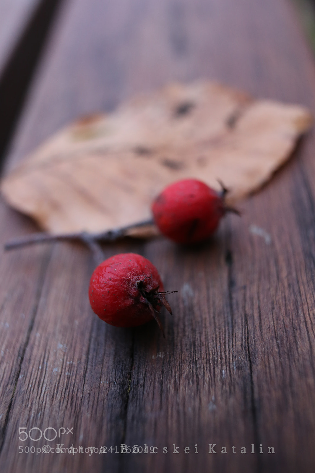 Sigma 35mm F1.4 DG HSM Art sample photo. Macro red photography
