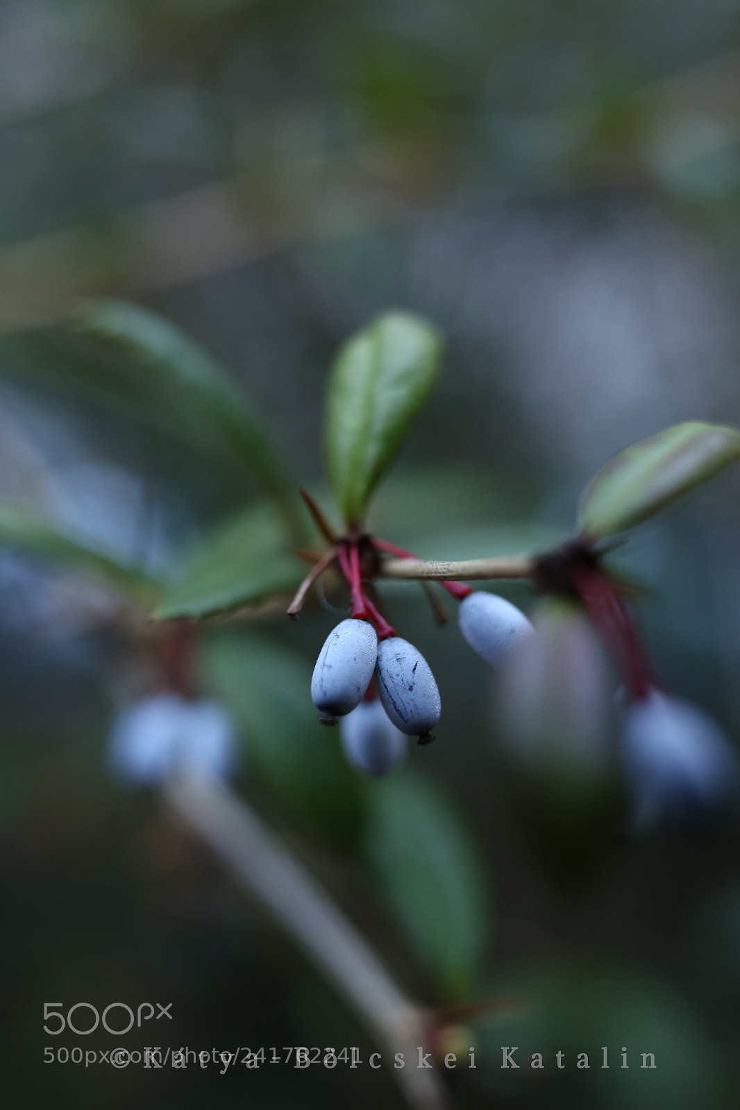 Sigma 35mm F1.4 DG HSM Art sample photo. Blue berries photography