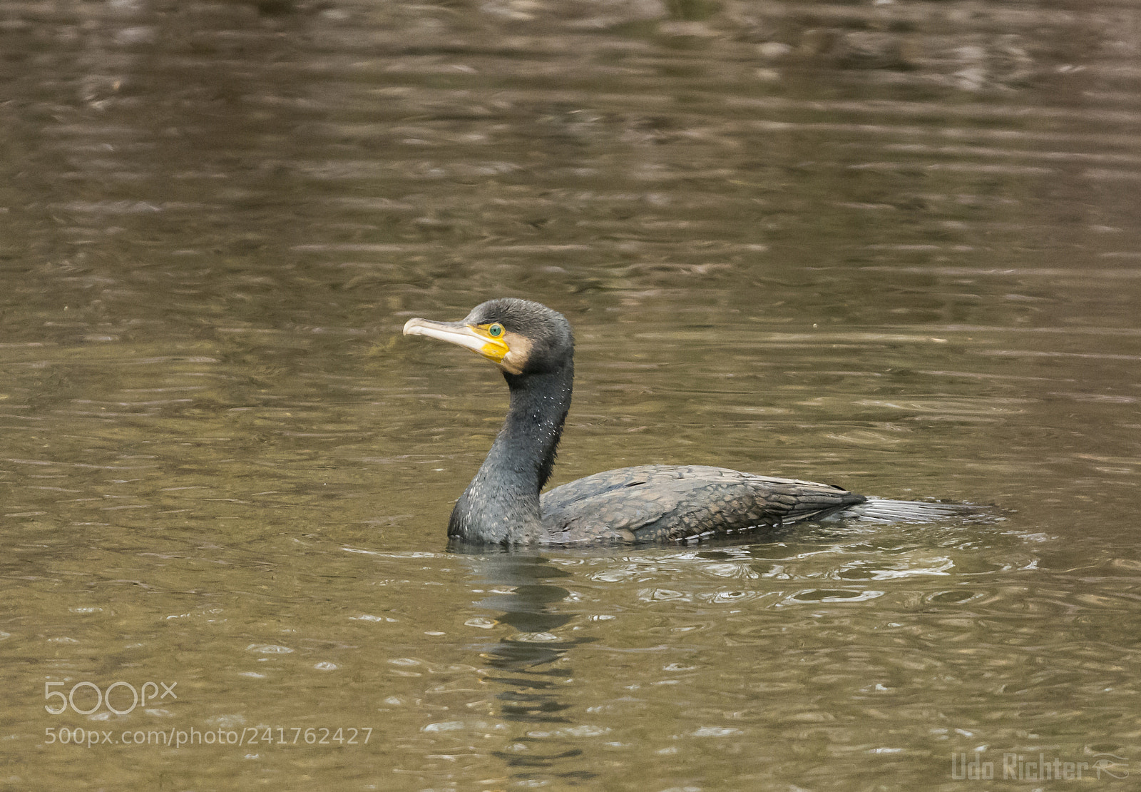 Nikon D7200 sample photo. 'cormorant ((phalacrocorax carbo)' photography