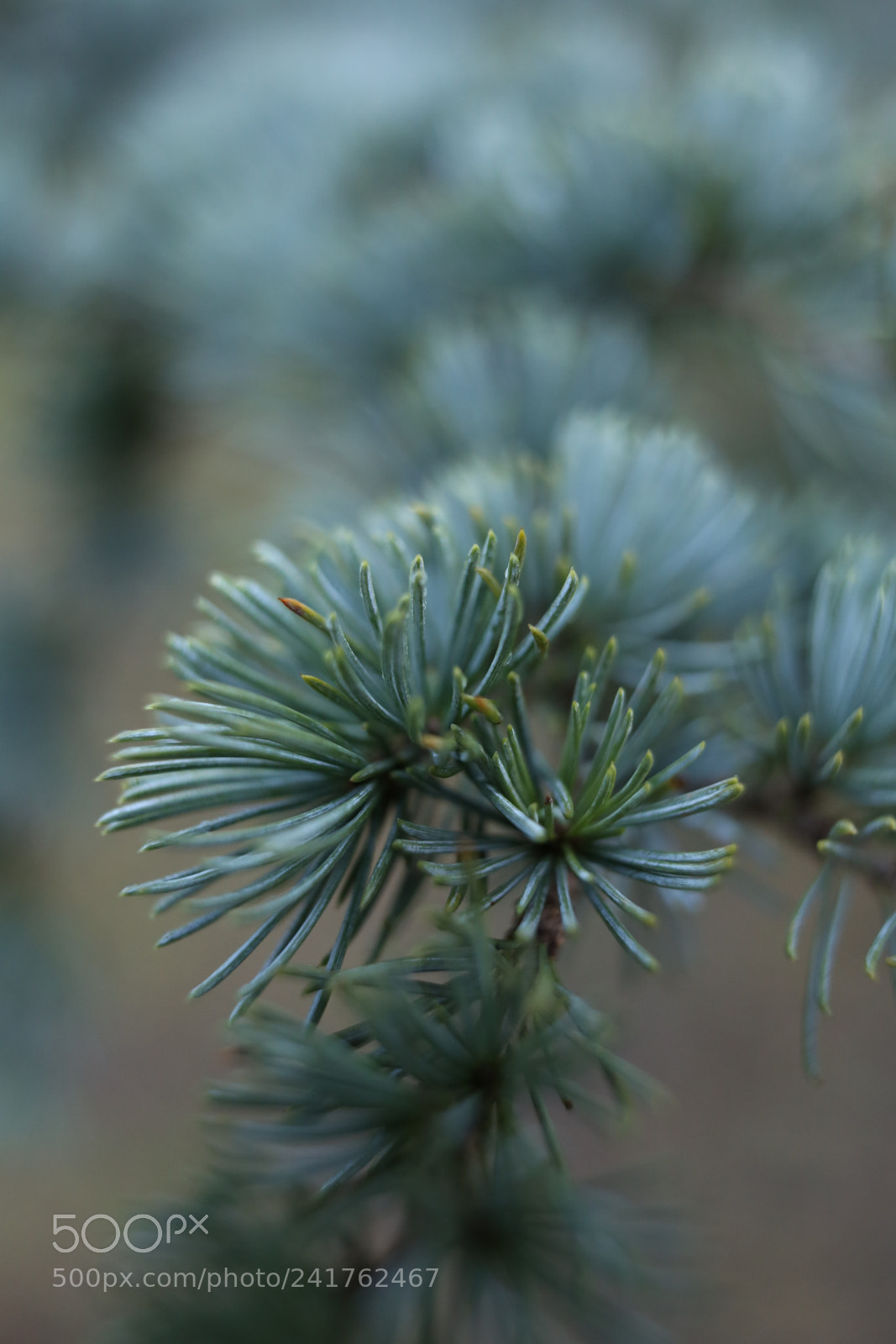 Sigma 35mm F1.4 DG HSM Art sample photo. Macro pine photography