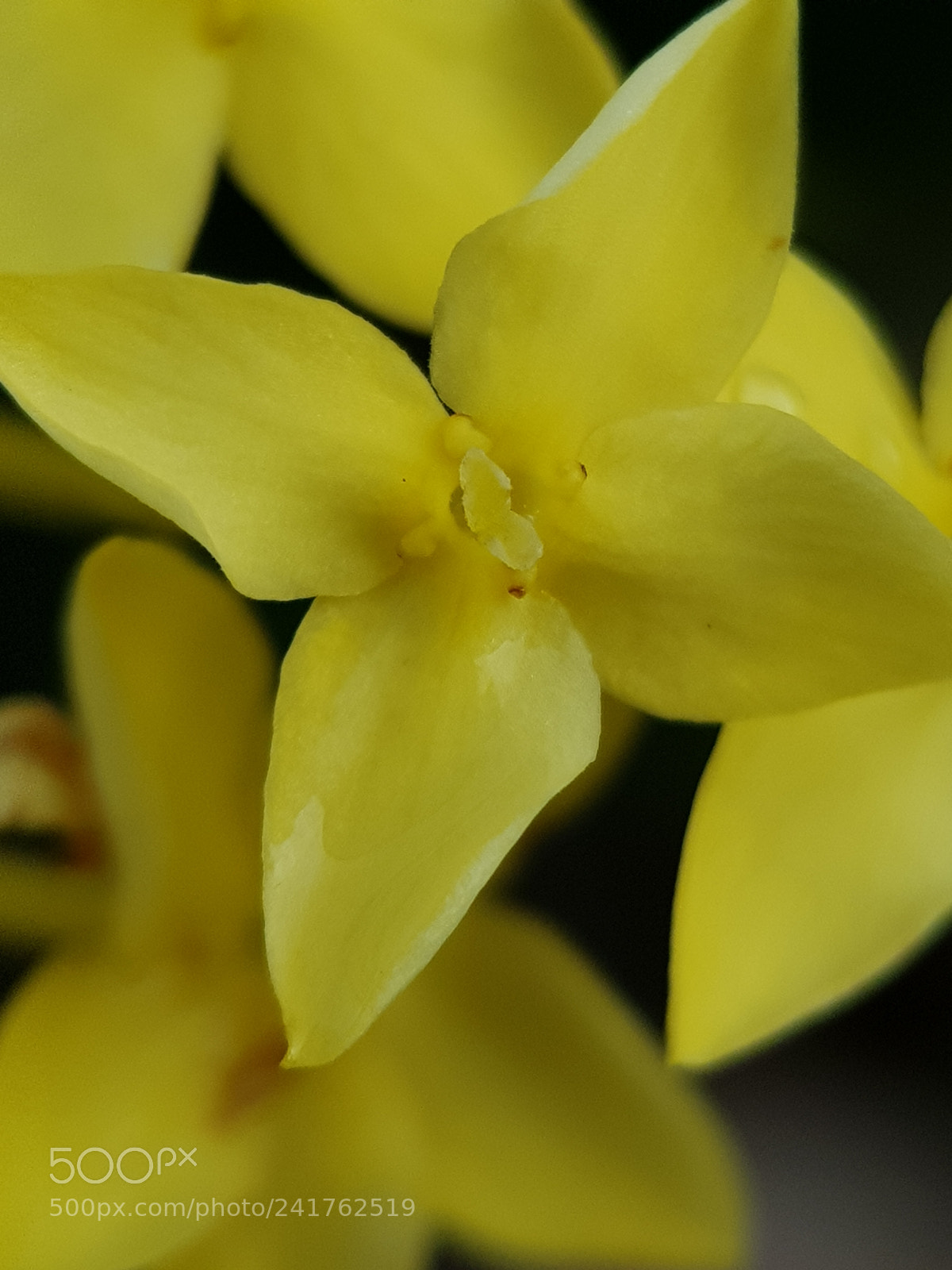Samsung Galaxy S8 sample photo. Yellow flowers 4 u photography
