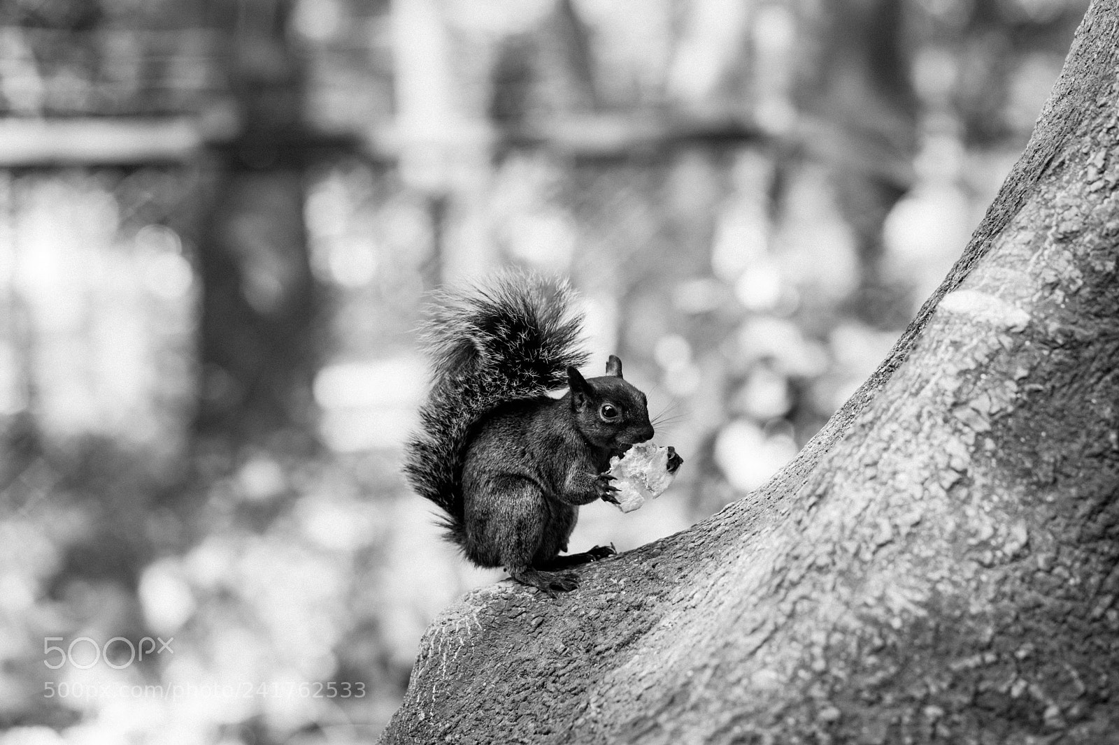 Canon EOS 5D Mark IV sample photo. Mexican squirrel photography