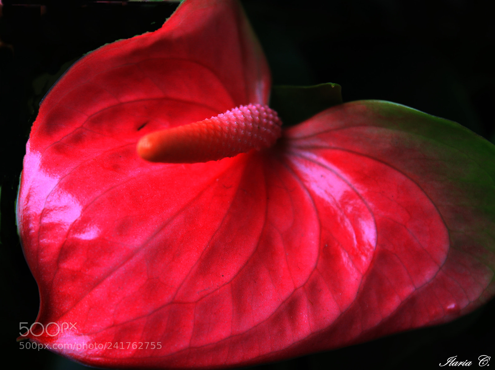 Canon EOS 550D (EOS Rebel T2i / EOS Kiss X4) sample photo. Flower photography