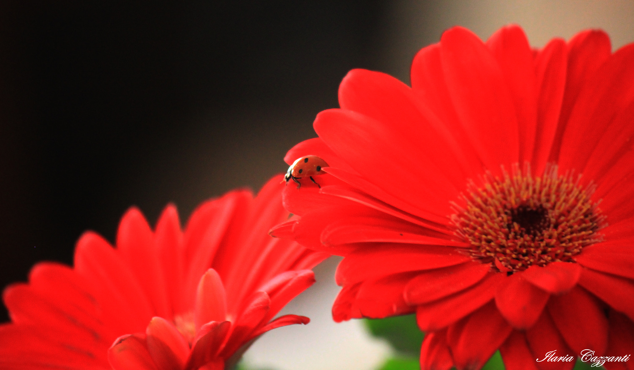 Canon EF-S 55-250mm F4-5.6 IS II sample photo. Red passion photography