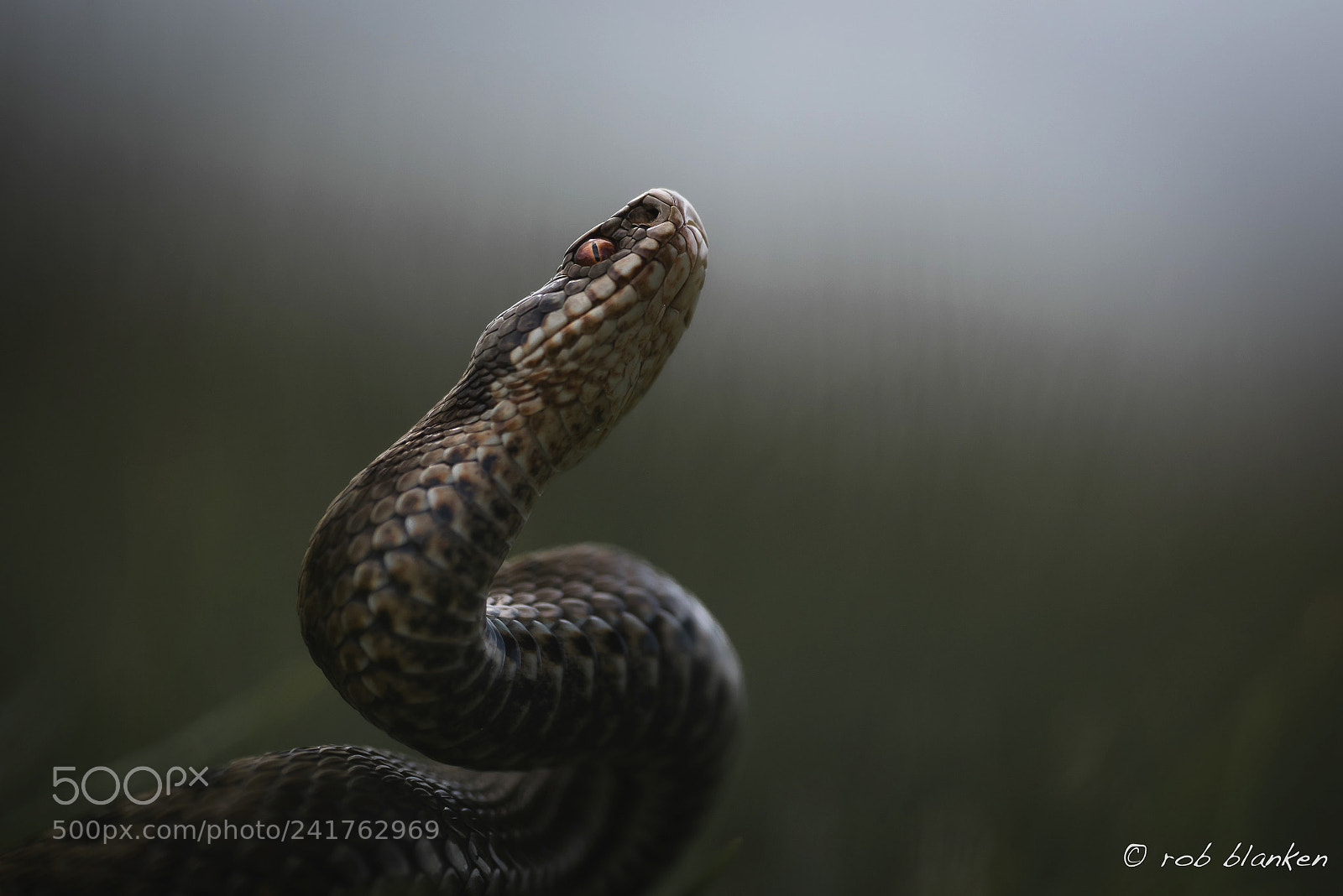 Nikon D810 sample photo. Common european viper photography