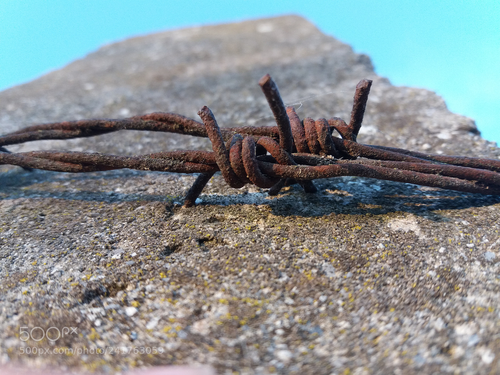 Samsung Galaxy J5(2016) sample photo. Everything die to live photography