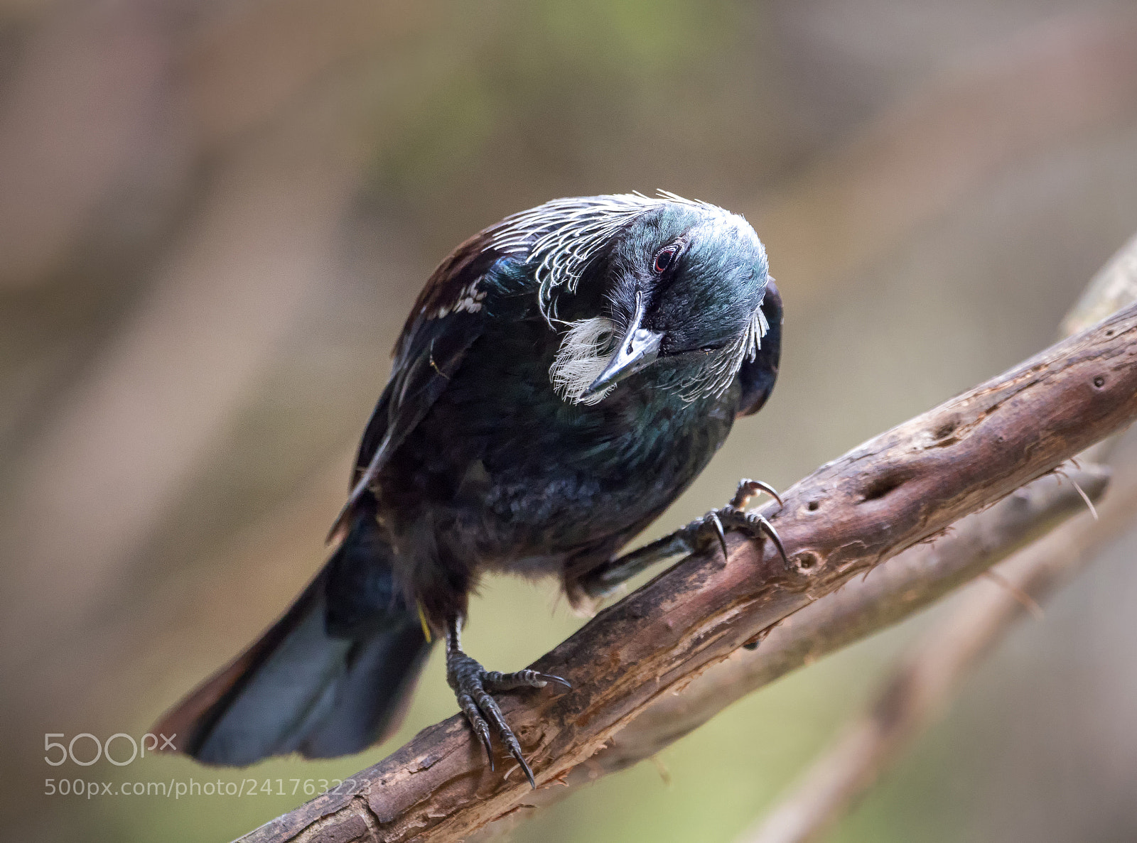 Panasonic Lumix DMC-GH4 sample photo. Curious tui photography