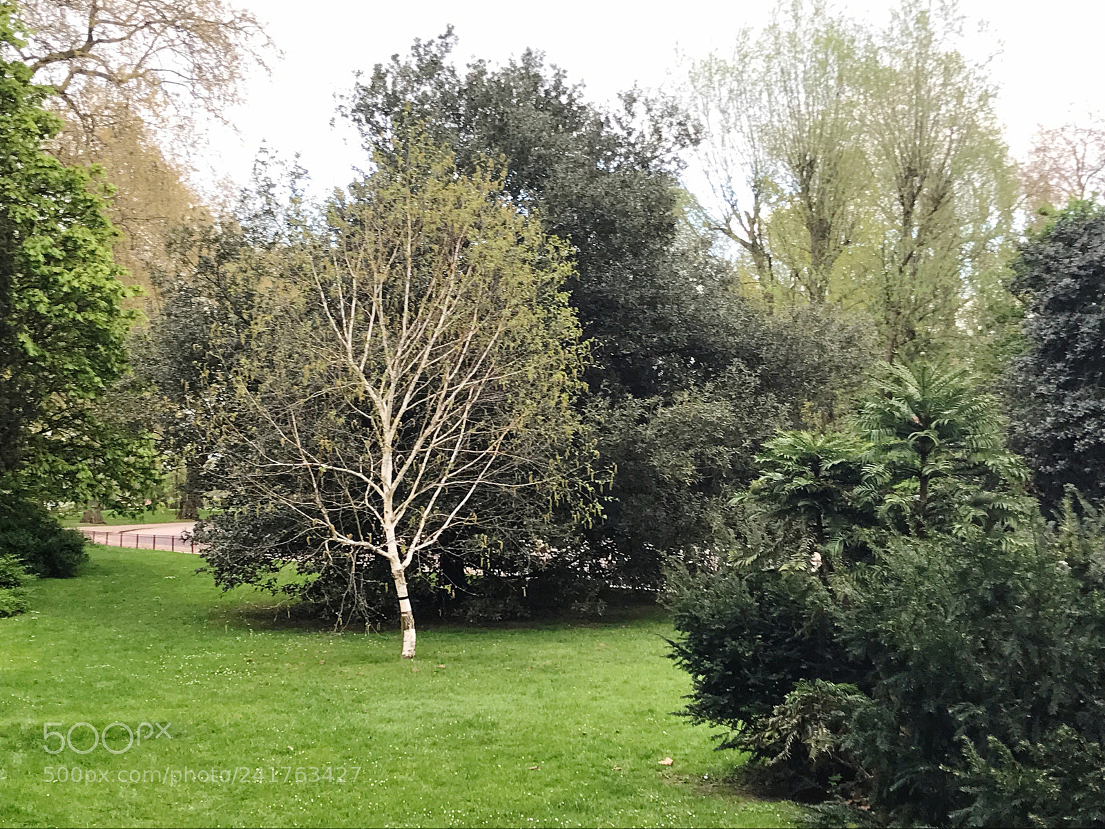 Apple iPhone 7 sample photo. Bare amongst the trees photography