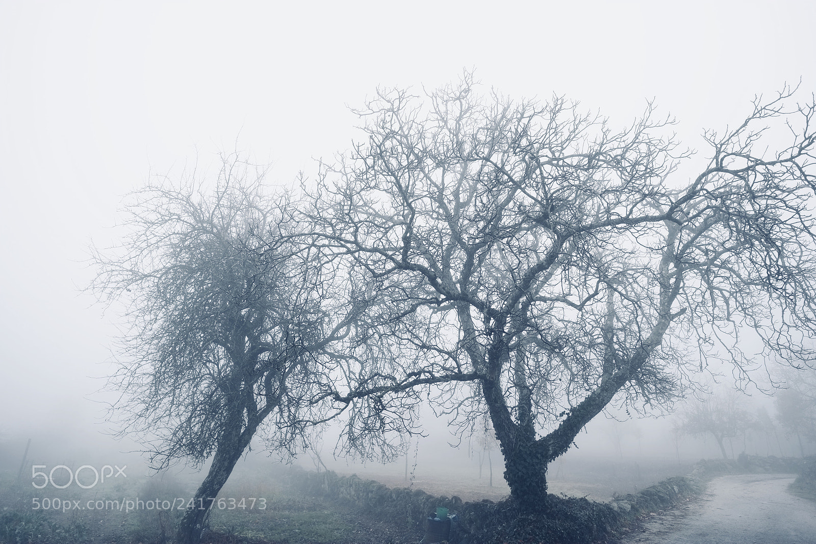 Fujifilm X-E1 sample photo. Frozen trees photography