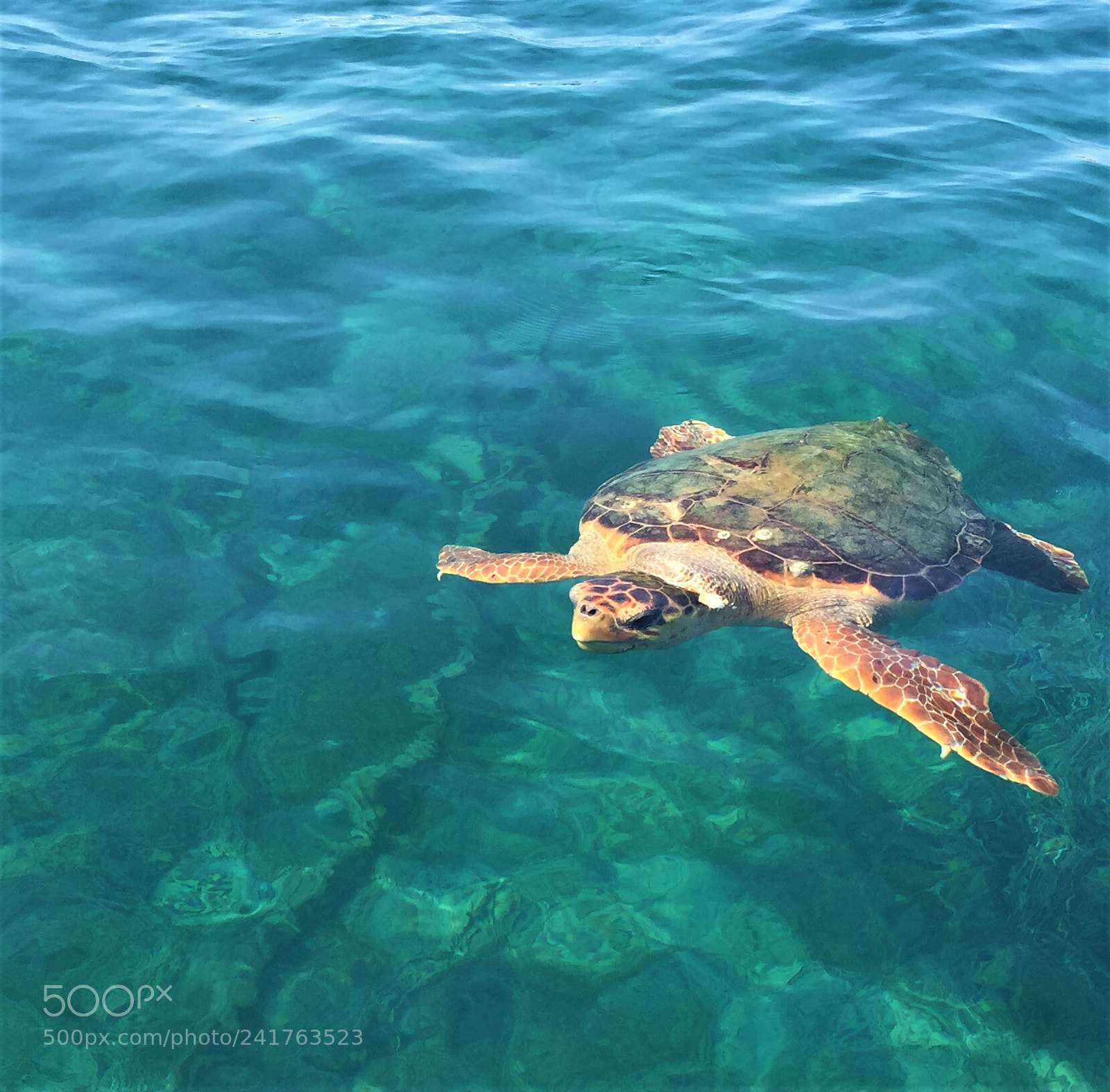 Apple iPhone 6 sample photo. Wildlife - sea turtle photography