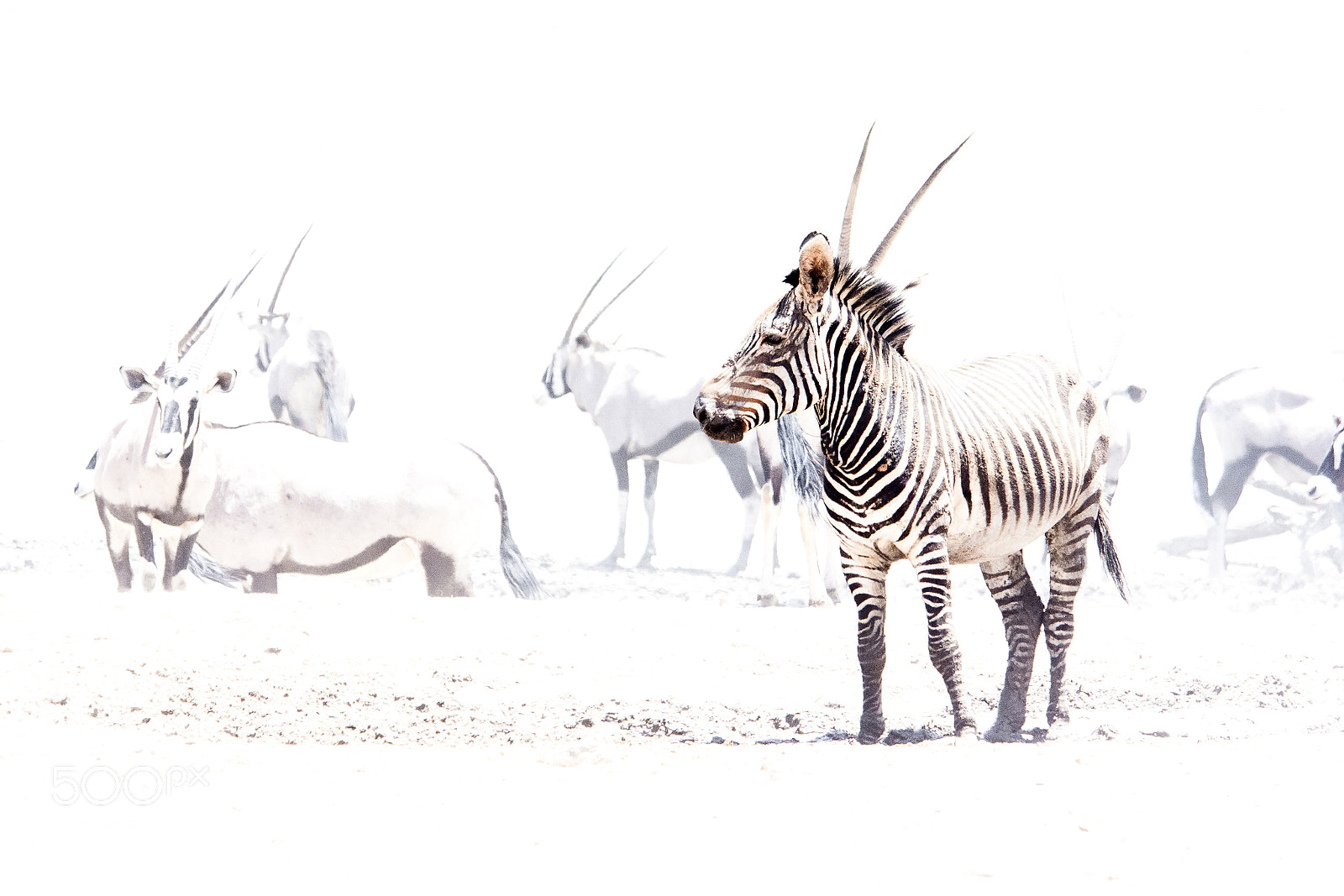 Nikon D7200 sample photo. High-key zebra photography