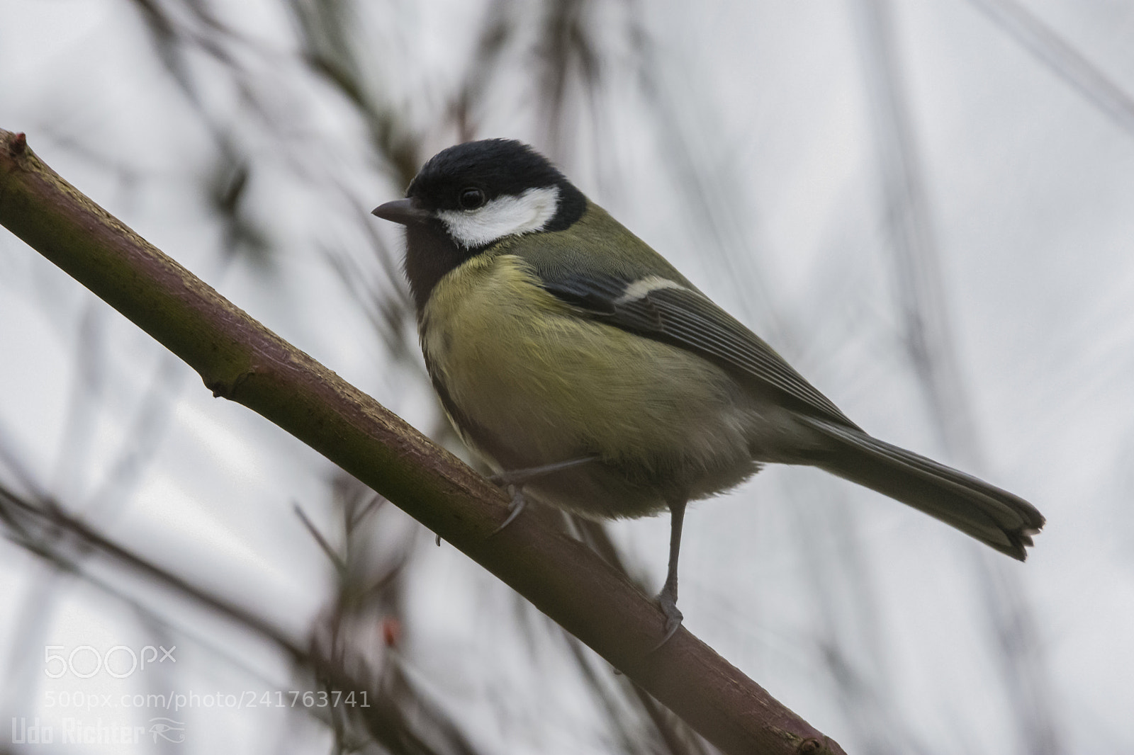 Nikon D7200 sample photo. 'great tit parus major photography