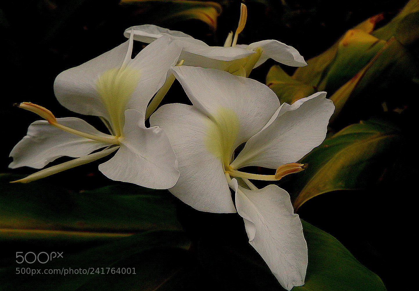 Fujifilm FinePix SL1000 sample photo. Flower ....ginger photography