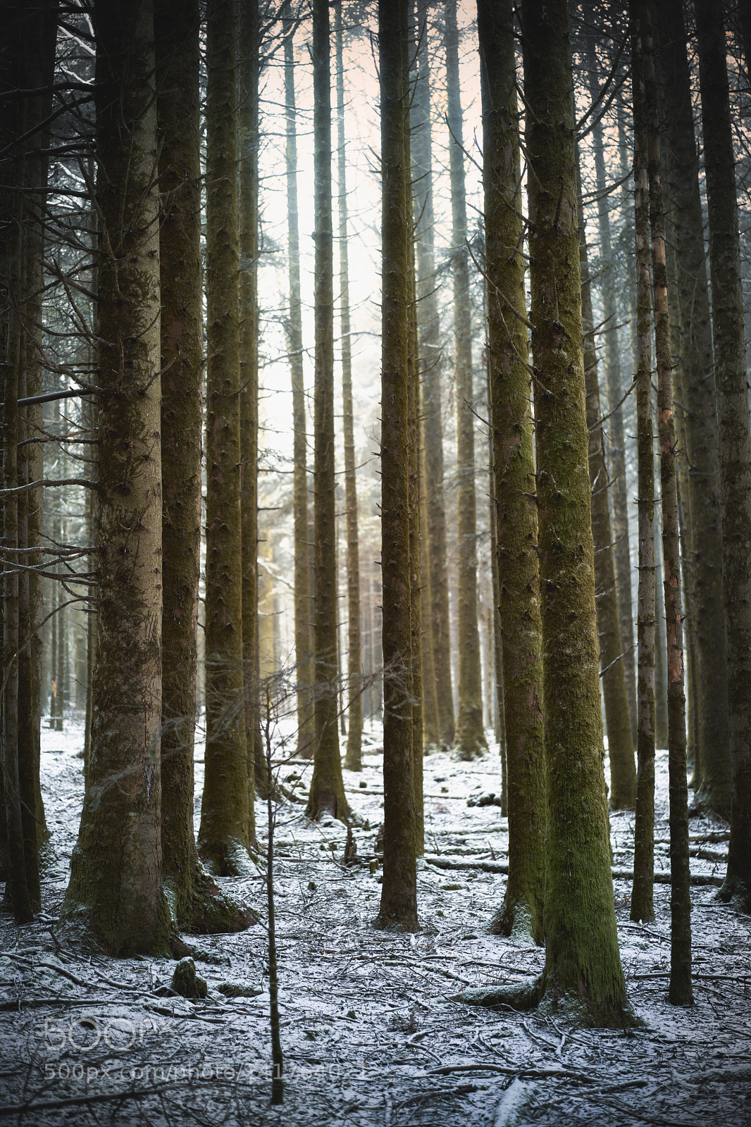 Sony a7 II sample photo. A forest photography