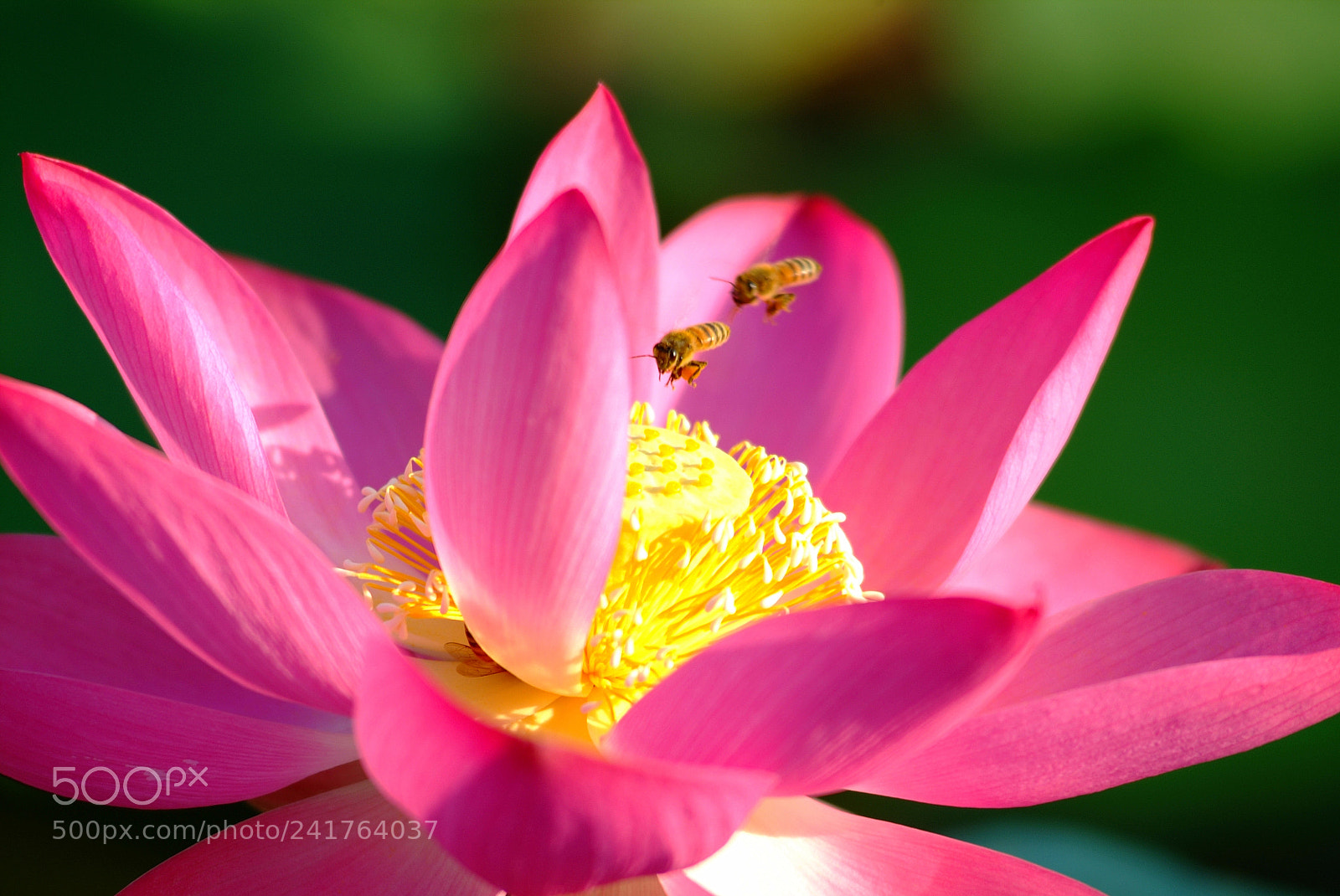 Fujifilm FinePix S3 Pro sample photo. Lotus with flying bee ? photography