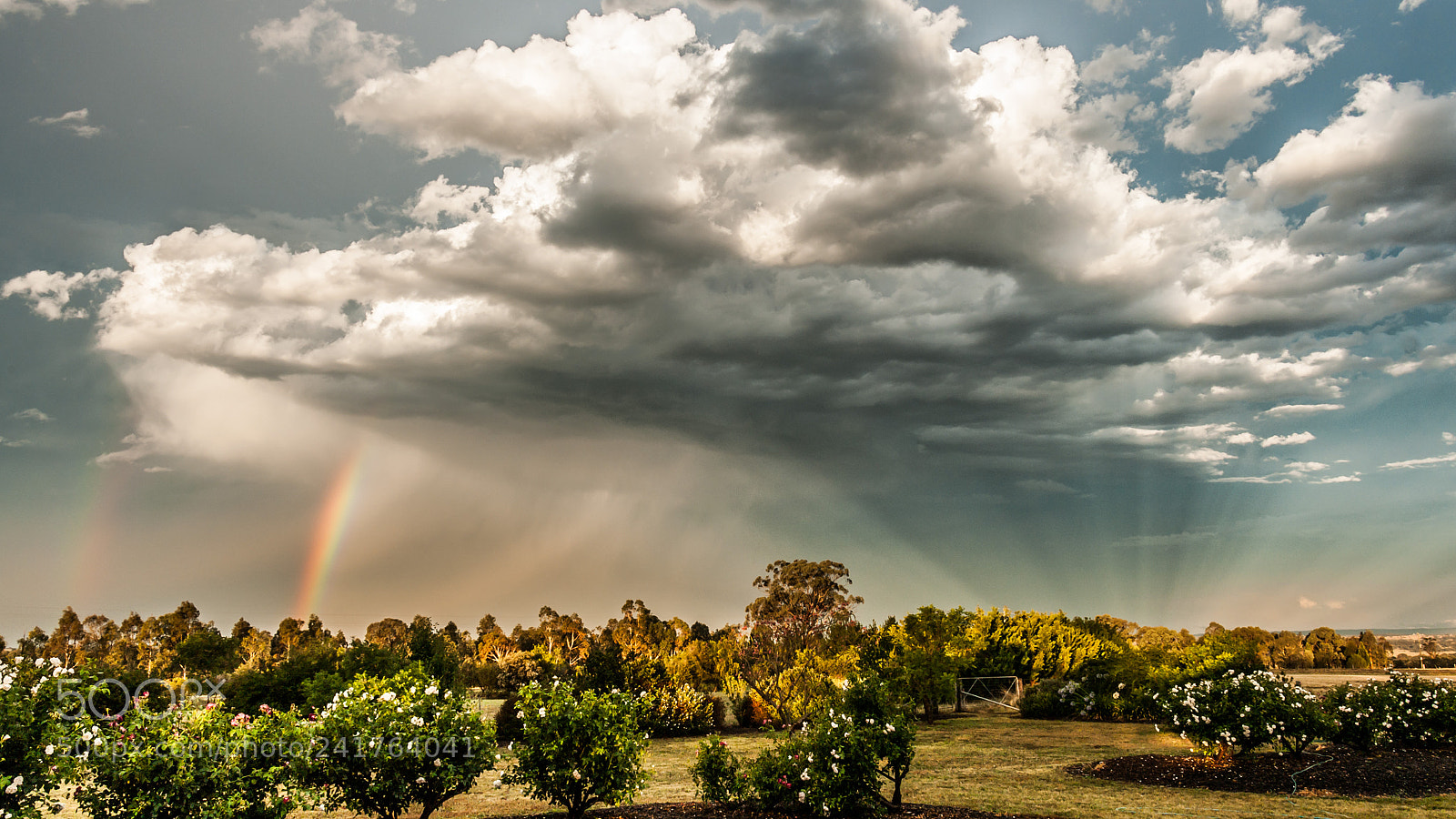 Pentax K-7 sample photo. Roses and rainbows photography