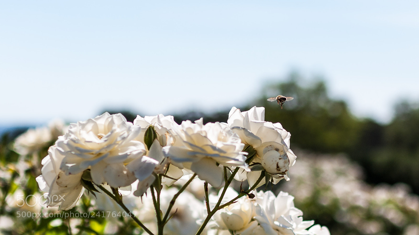 Pentax K-7 sample photo. Taking flight photography