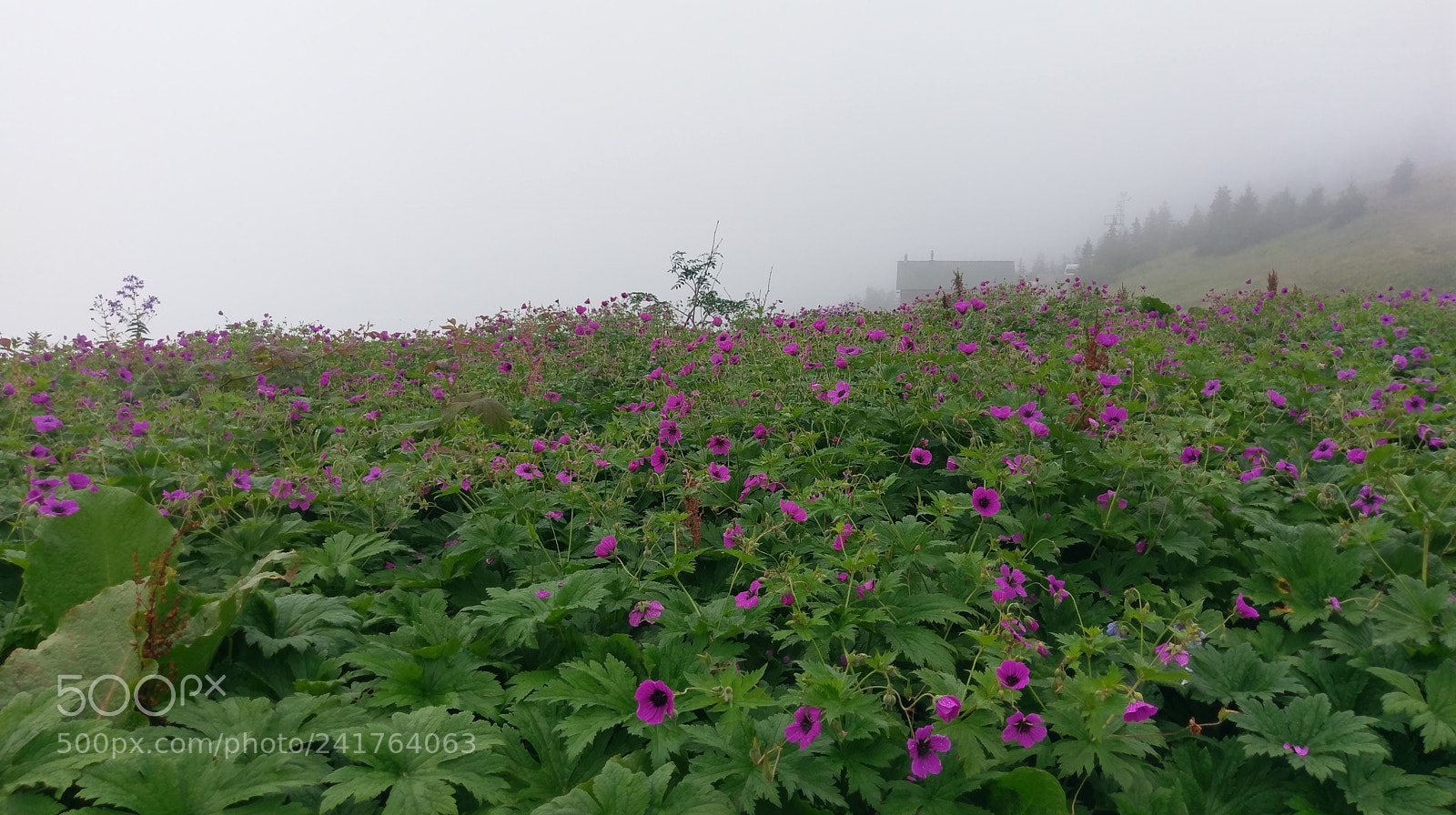 HTC 10 sample photo. Untitled photography