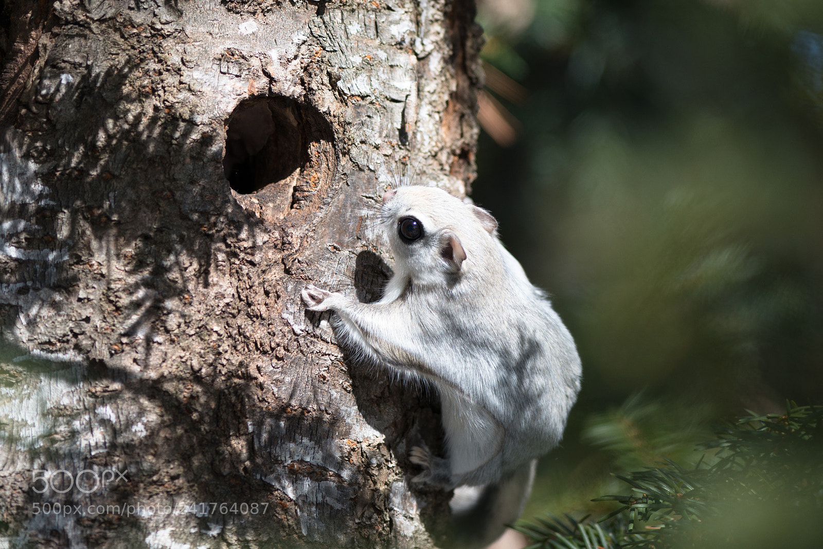 Nikon D800E sample photo. Flying squirrels photography