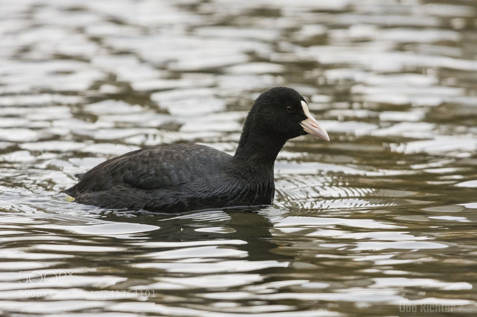 Nikon D7200 sample photo. 'eurasian coot fulica atra photography