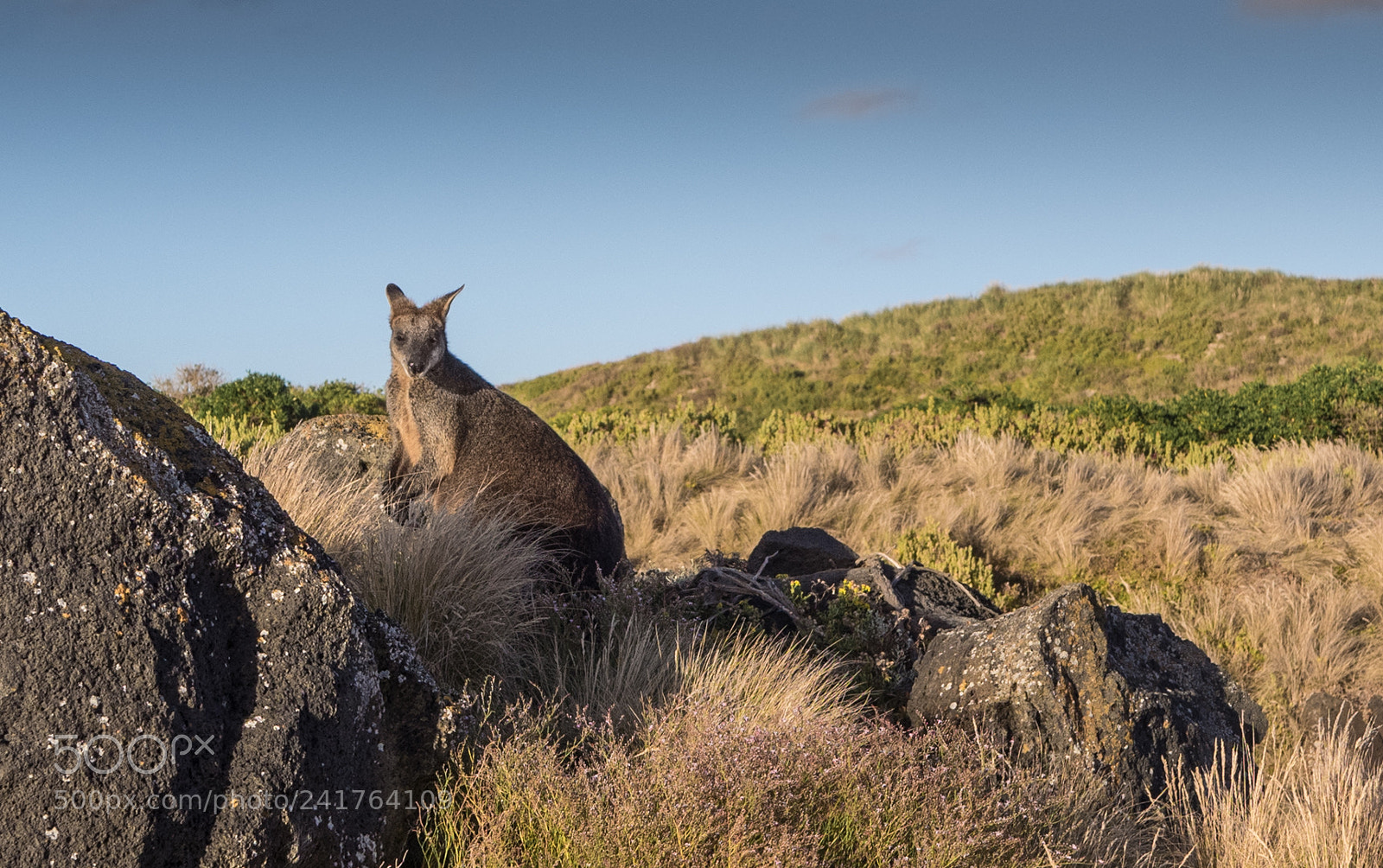 Olympus OM-D E-M1 sample photo. Wallaby photography