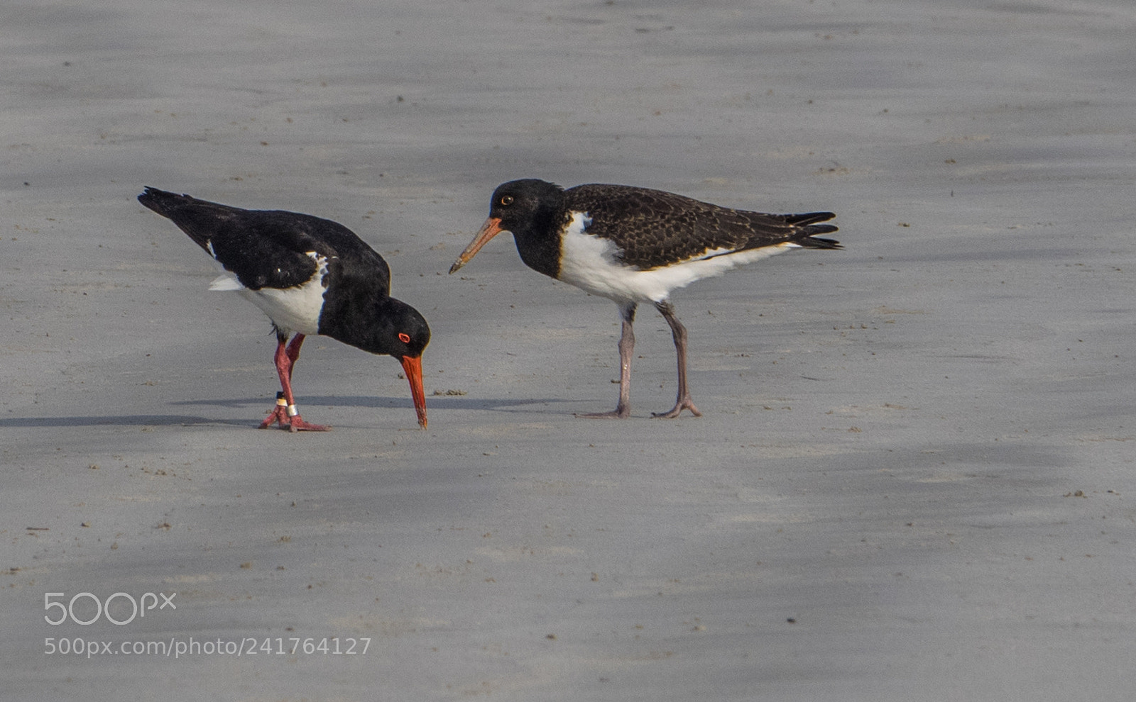 Olympus OM-D E-M1 sample photo. Mael and female snadpipers photography