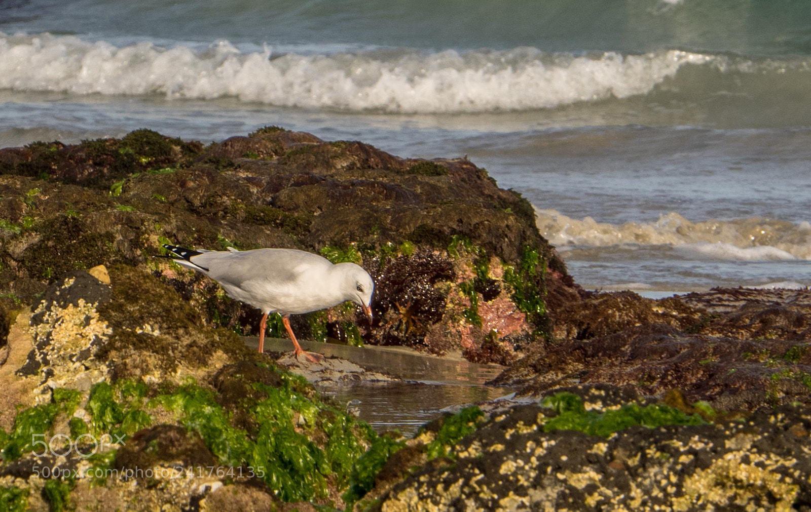 Olympus OM-D E-M1 sample photo. Titbits in the rockpool photography