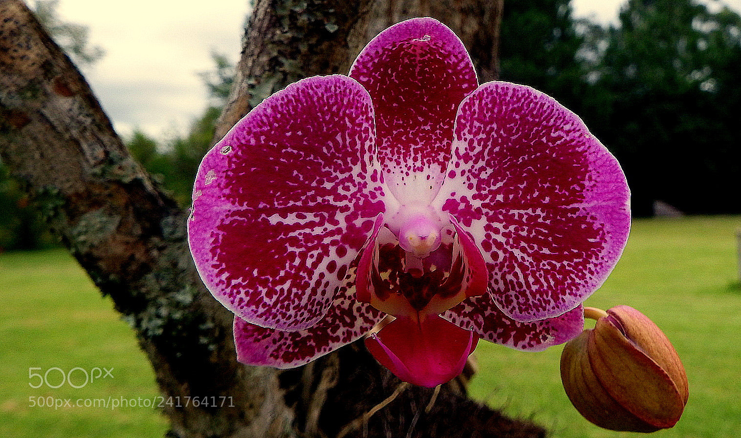Fujifilm FinePix SL1000 sample photo. Mini orchid ..... photography
