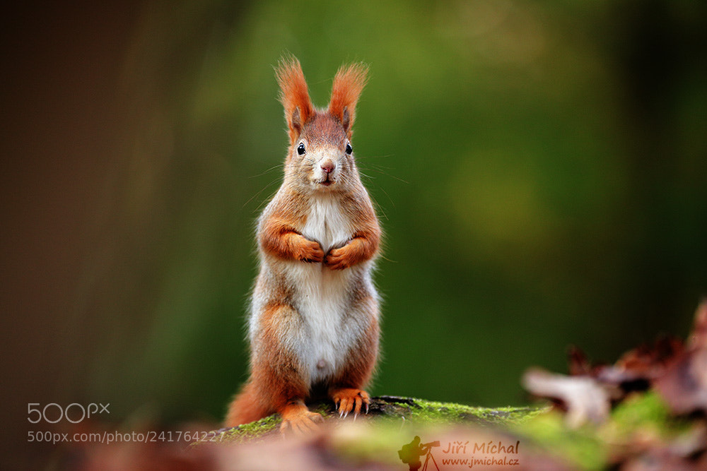 Canon EOS 5D Mark IV sample photo. The red squirrel photography