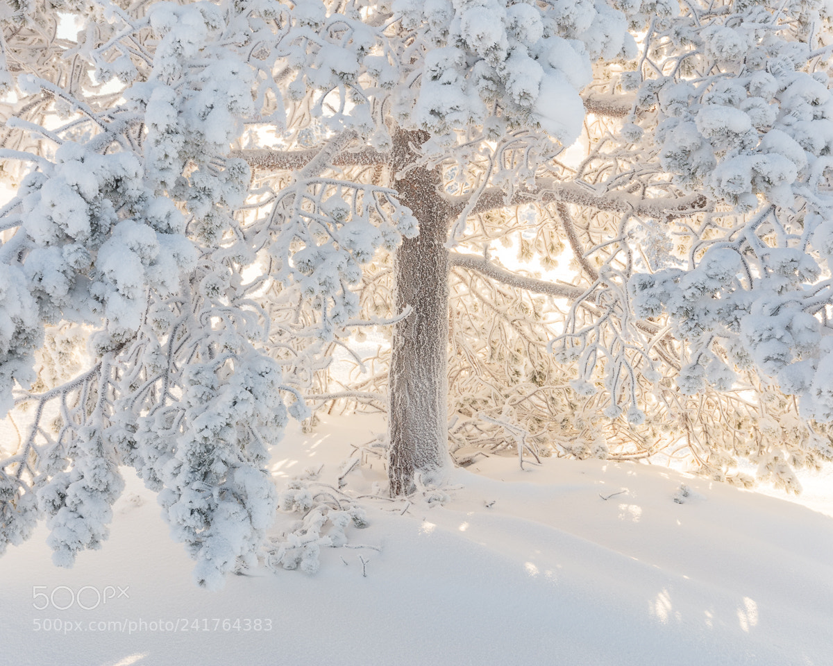 Canon EOS 5DS R sample photo. Idre viii photography