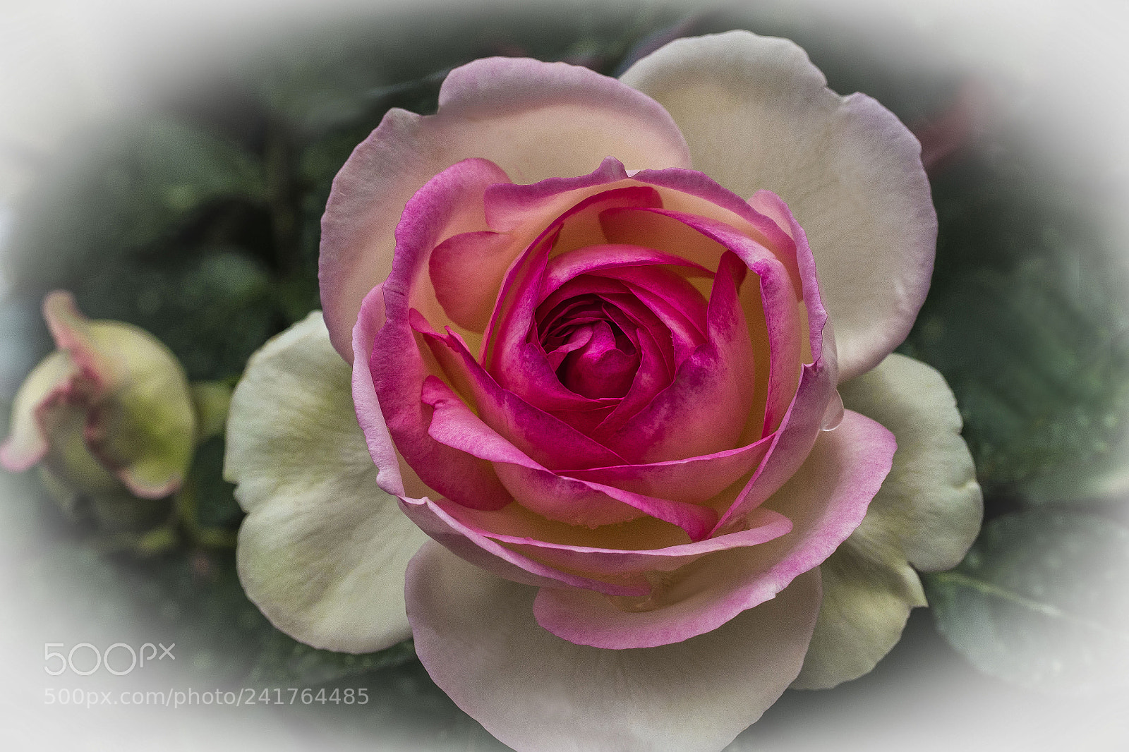 Olympus OM-D E-M5 sample photo. Rose blush photography