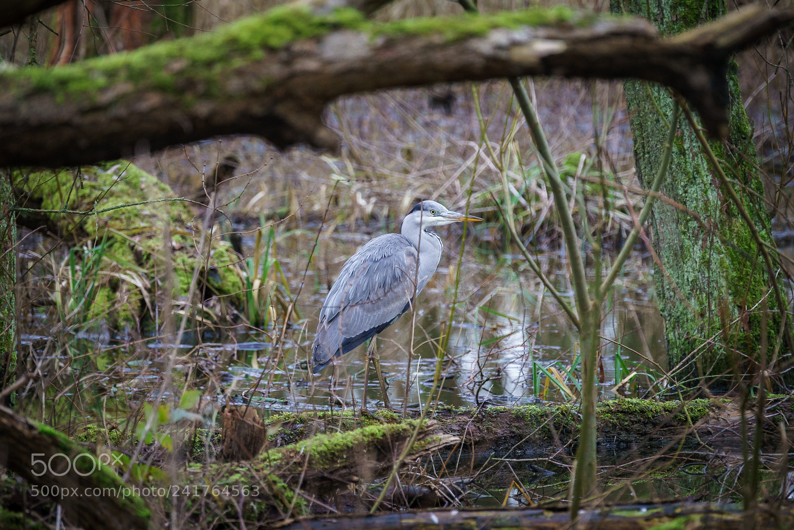 Sony a7 II sample photo. Heron in netherlands photography