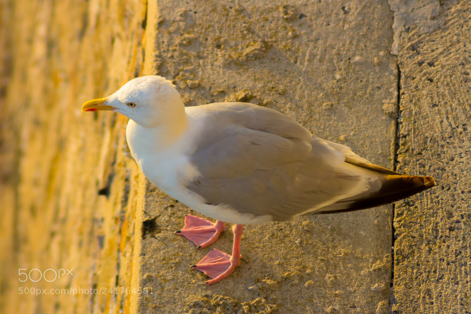 Canon EOS 1200D (EOS Rebel T5 / EOS Kiss X70 / EOS Hi) sample photo. Seagull photography