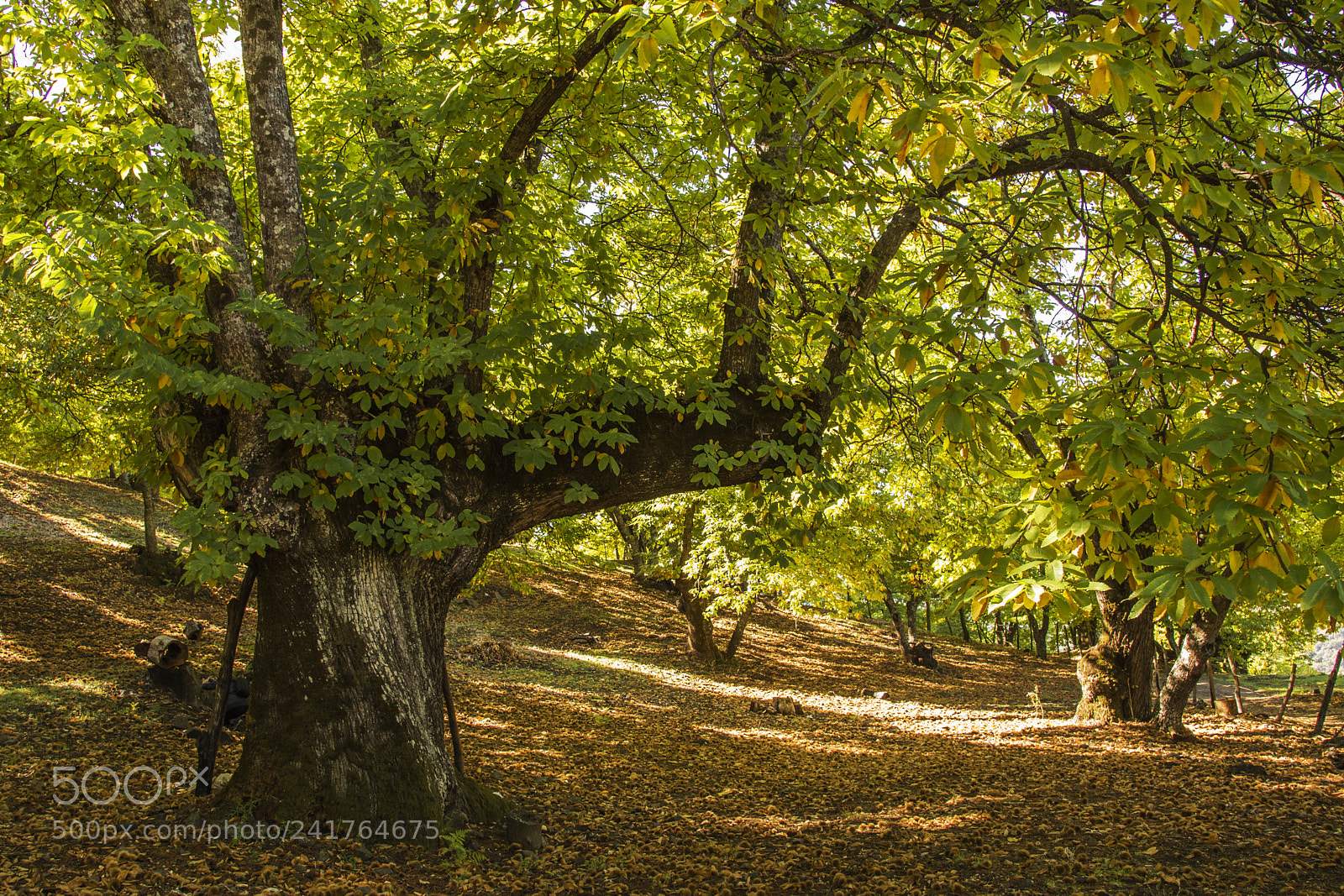 Nikon D3200 sample photo. Autumn photography