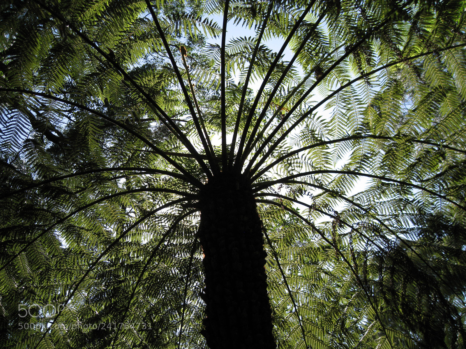 Canon DIGITAL IXUS 960 IS sample photo. Under a fern tree photography