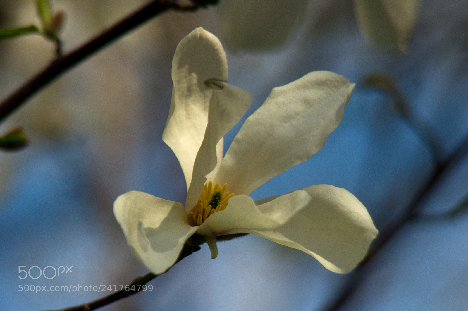 Pentax K-r sample photo. White magnolia blossom in photography