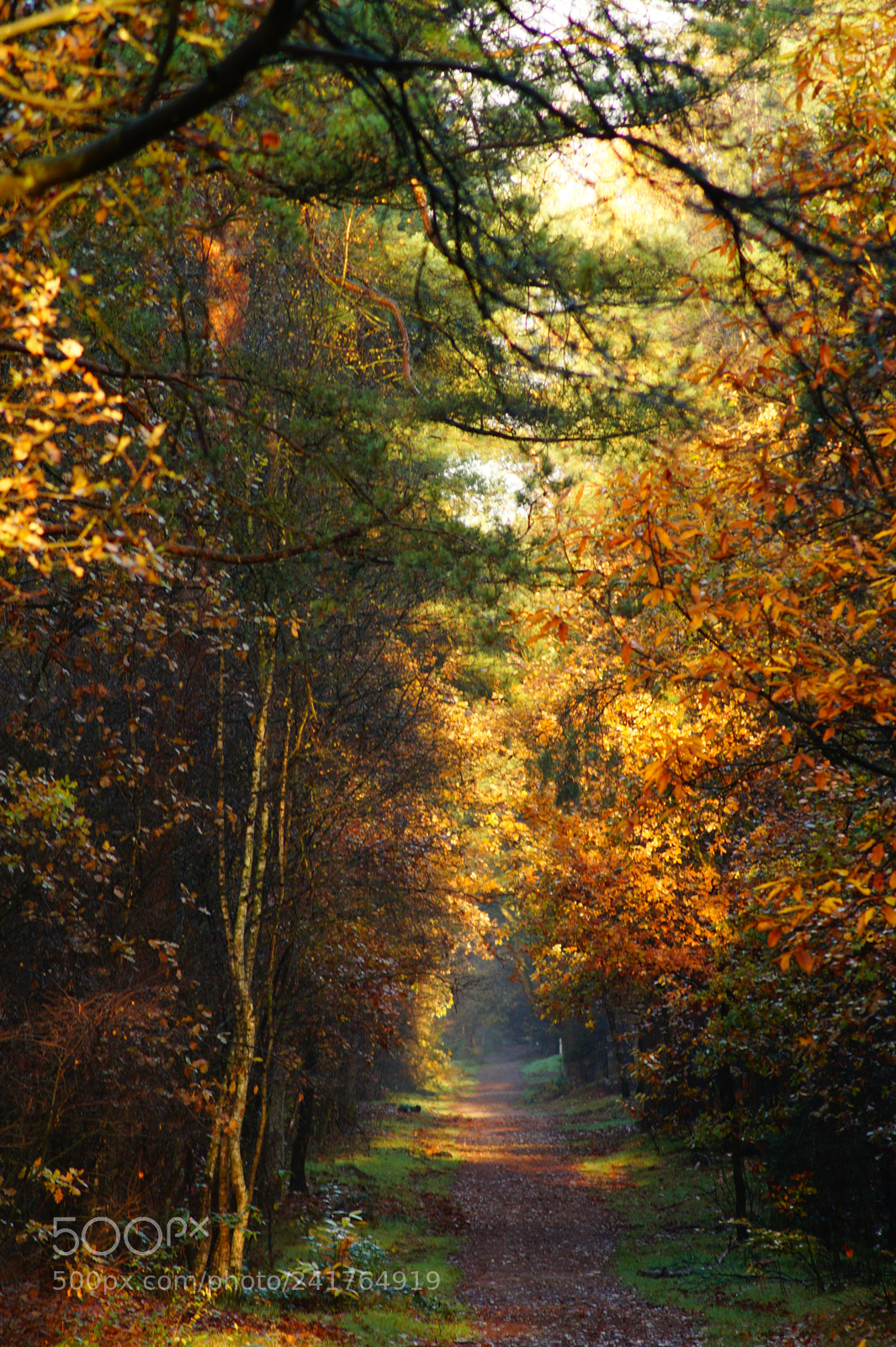 Sony SLT-A58 sample photo. A walk last autumn? photography