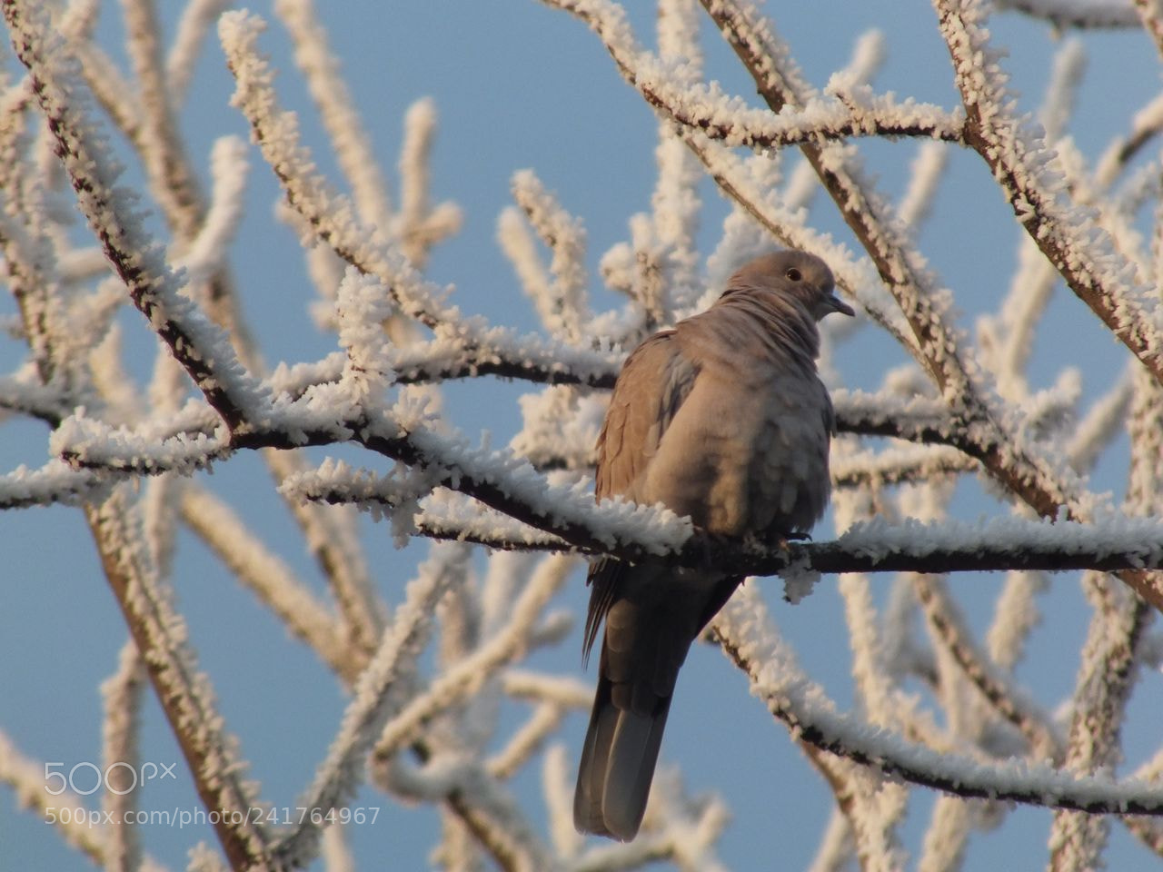 Fujifilm FinePix HS30EXR sample photo. Turtledove photography