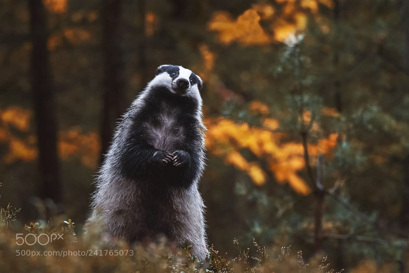 Nikon D7100 sample photo. European badger photography