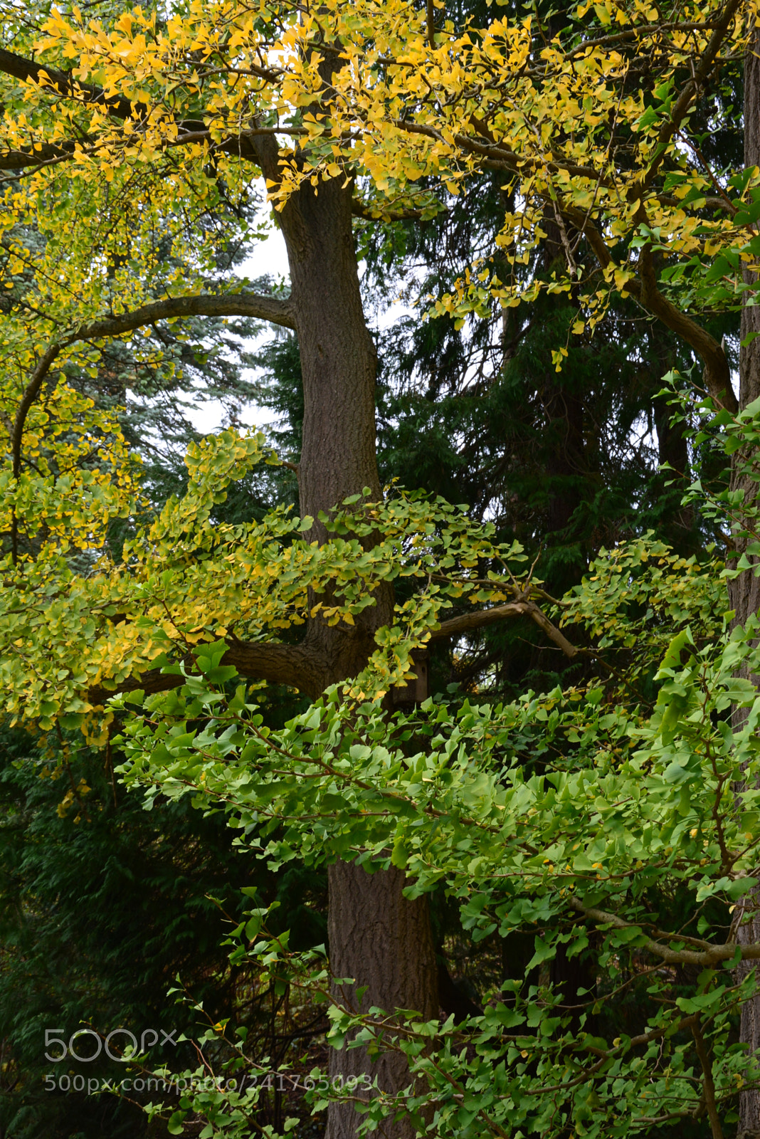 Nikon D7100 sample photo. Gingko tree photography