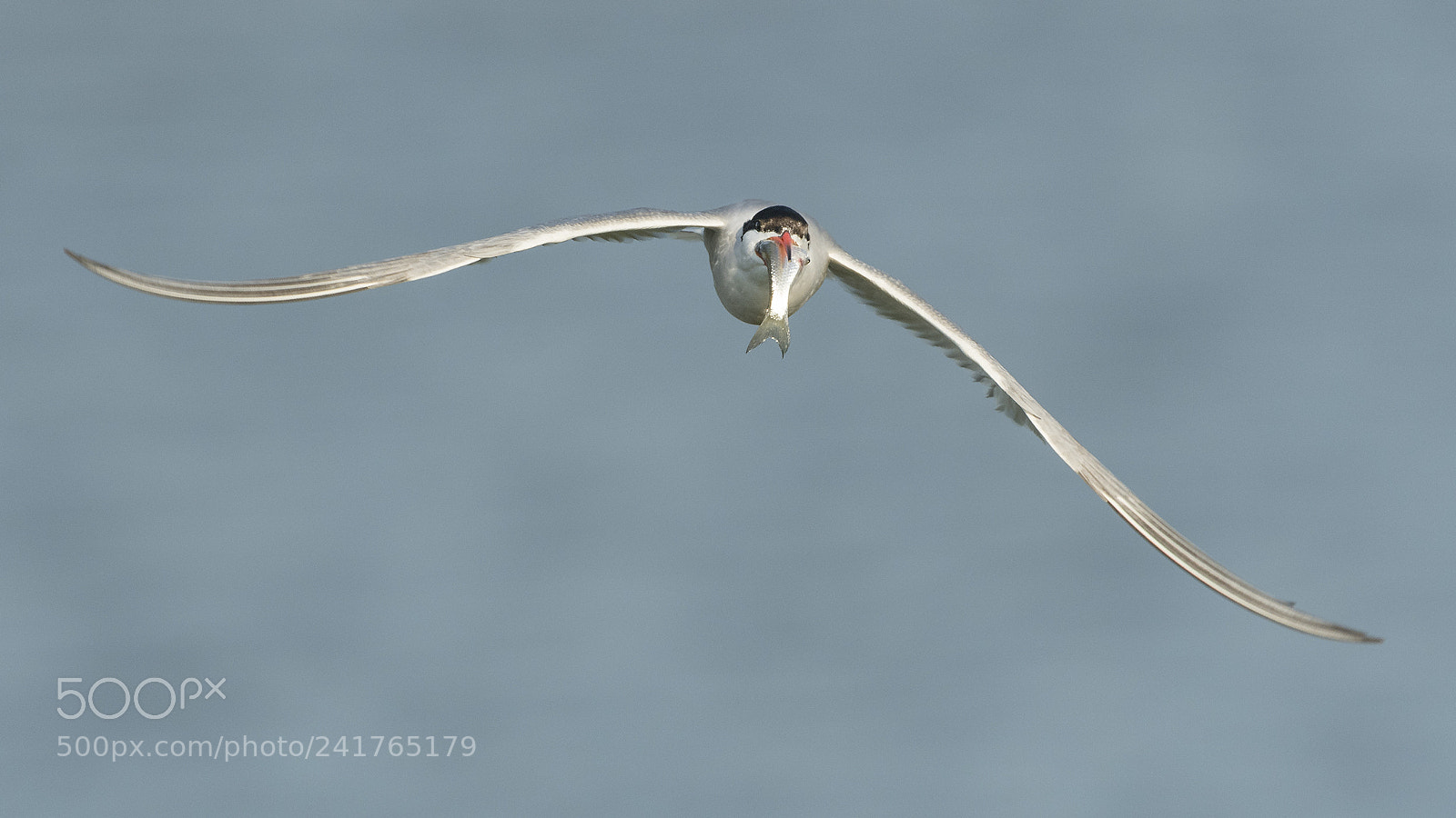 Nikon D500 sample photo. Common tern with an photography