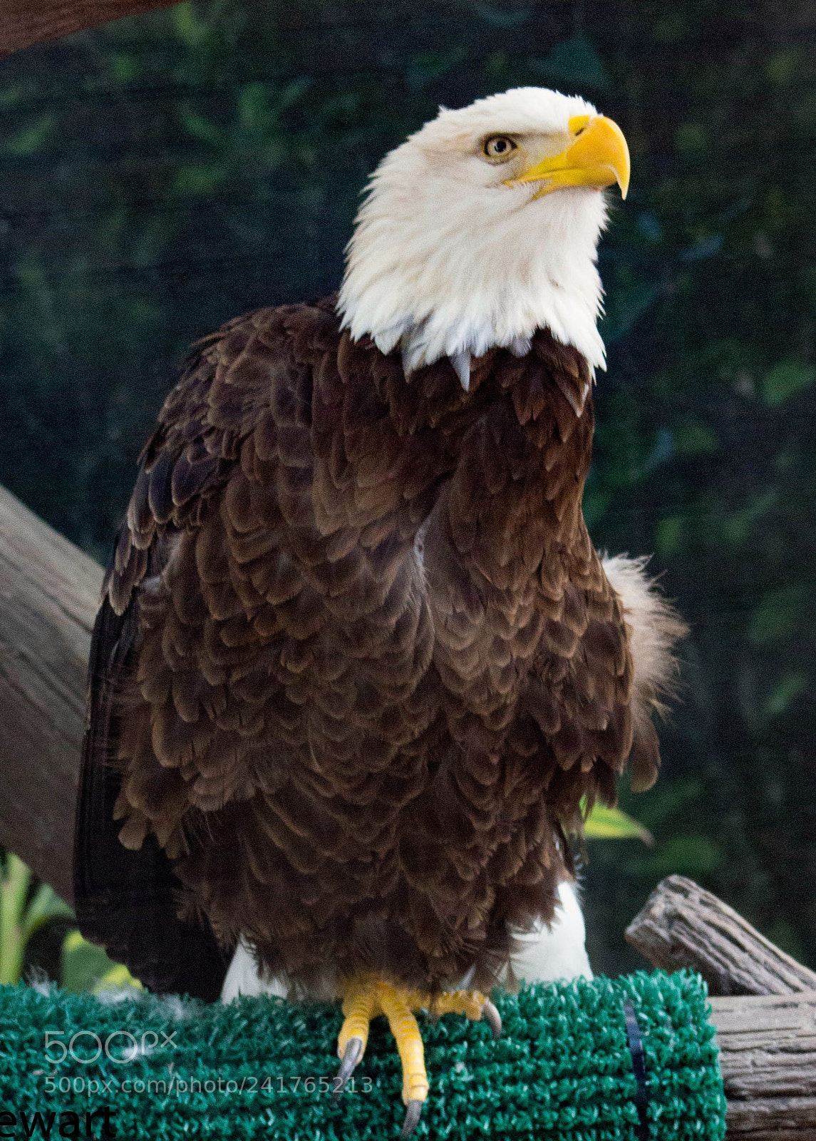 Canon EOS 60D sample photo. Bald eagle photography