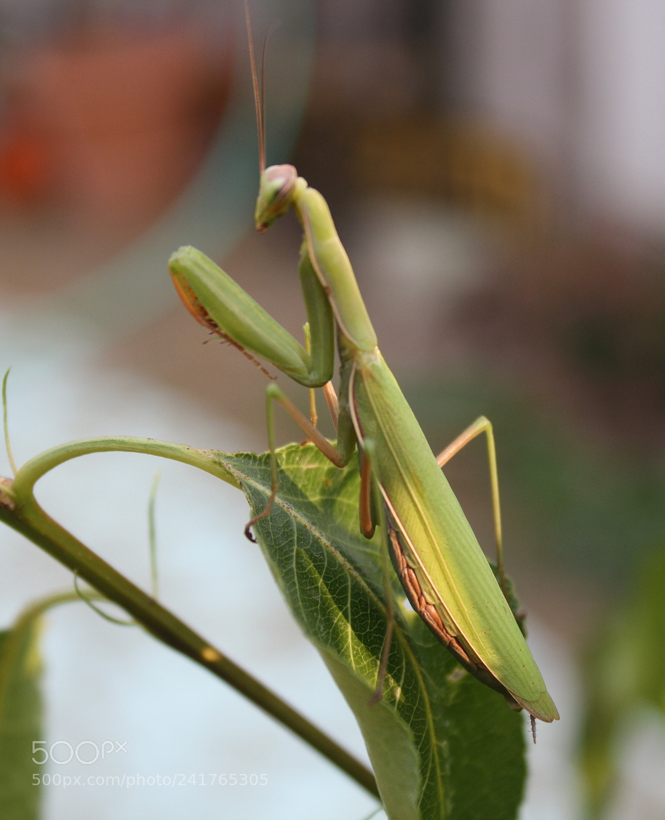 Canon EOS 1000D (EOS Digital Rebel XS / EOS Kiss F) sample photo. Full moons, creepy critters photography