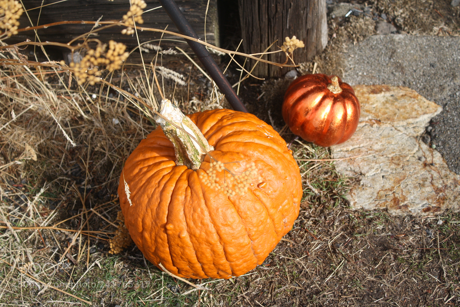 Canon EOS 1000D (EOS Digital Rebel XS / EOS Kiss F) sample photo. Full moons, creepy critters photography