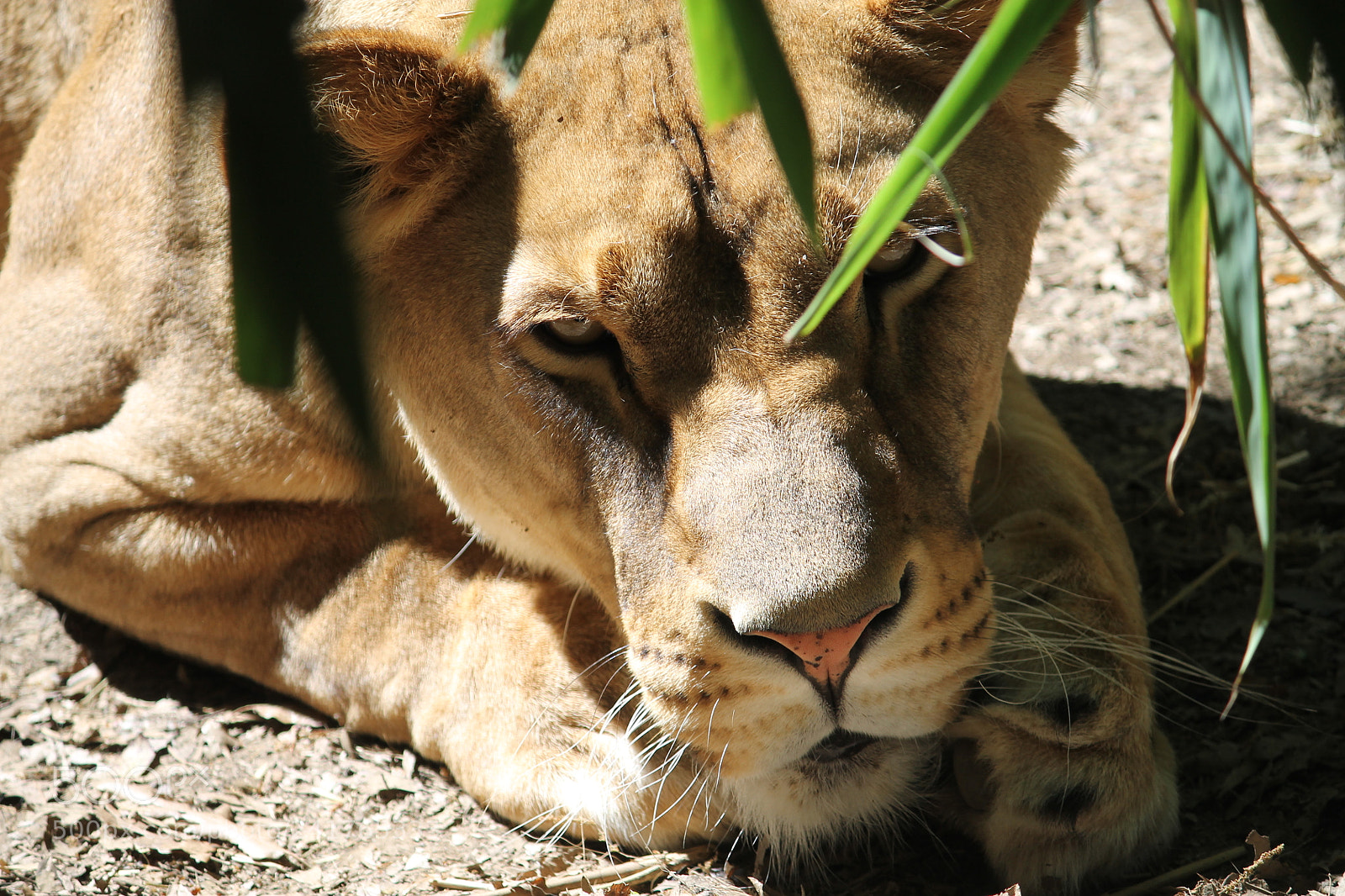 Canon EF-S 55-250mm F4-5.6 IS II sample photo. Strong as a lioness photography