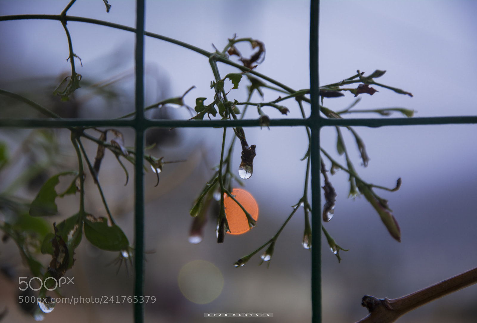 Nikon D7100 sample photo. Rain drops on jasmine photography