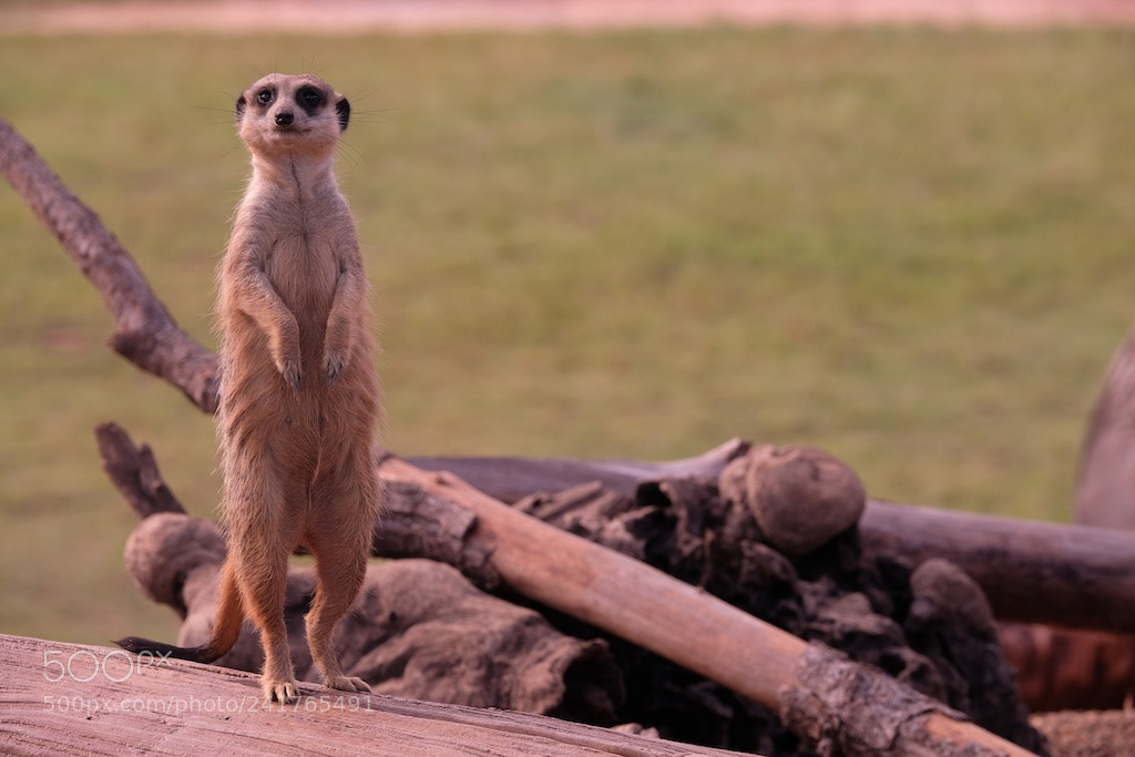 Fujifilm X-T2 sample photo. Meerkat guarding photography