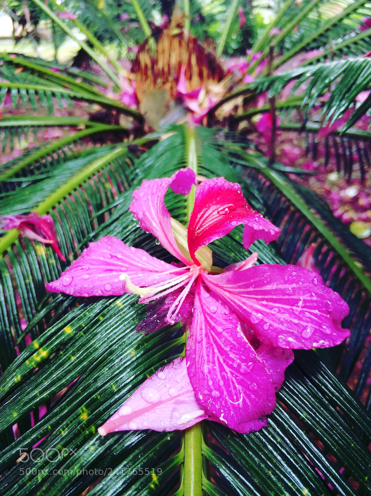 Xiaomi MI6 sample photo. Rining photography