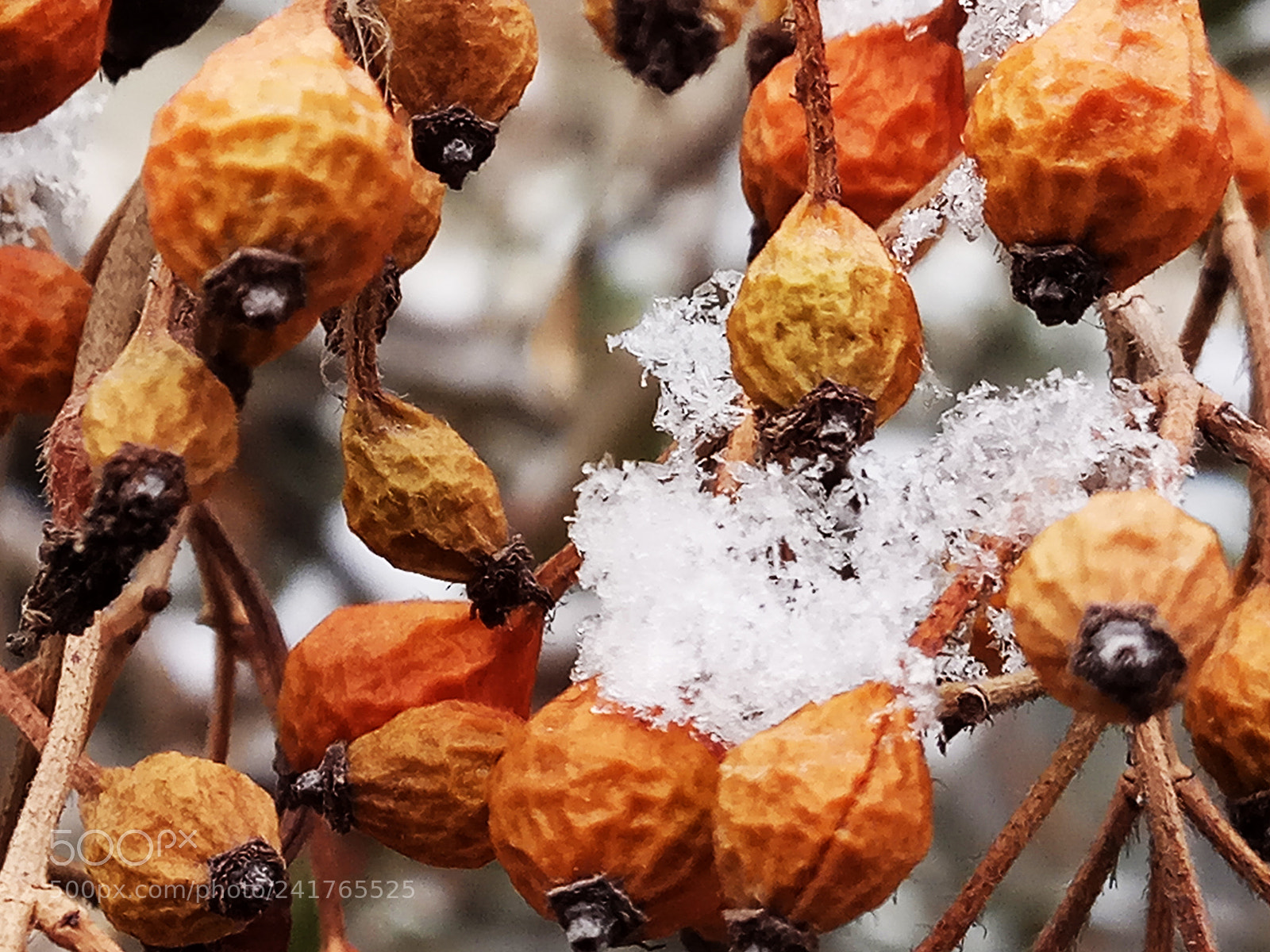 Xiaomi Redmi Note 4 sample photo. 瑞雪兆丰年！ photography